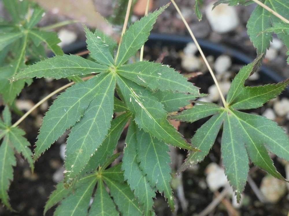 été de aceraceae acer palmatum ssp. matsumurae cv. 'fior d'arancio'