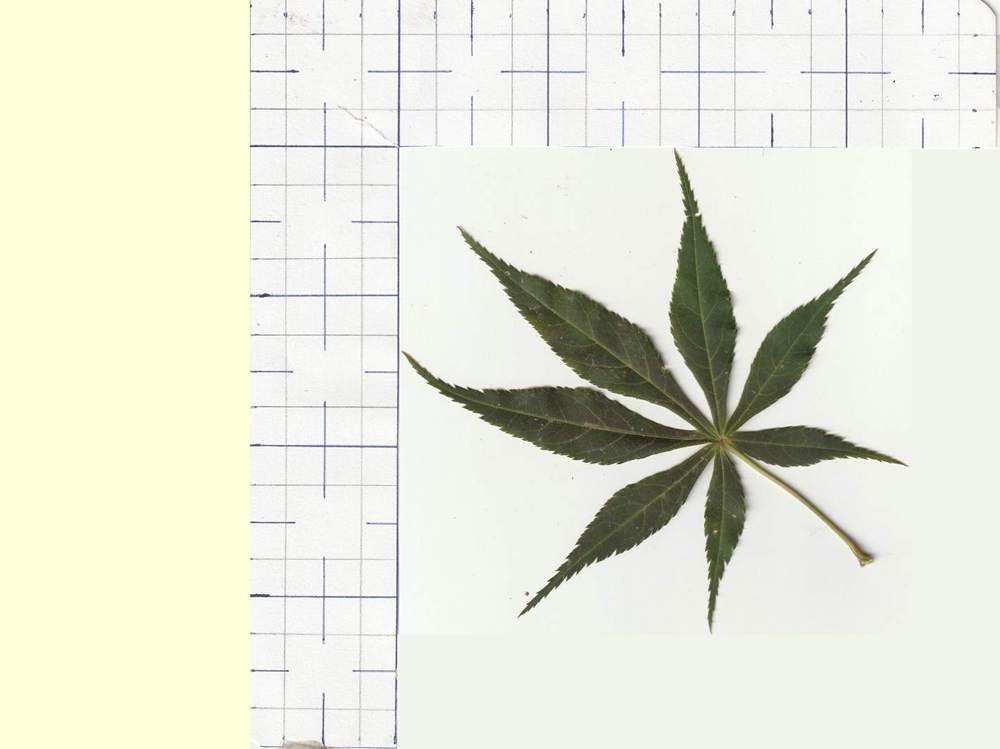 Aceraceae Acer palmatum ssp. matsumurae cv. 'fior d'arancio'