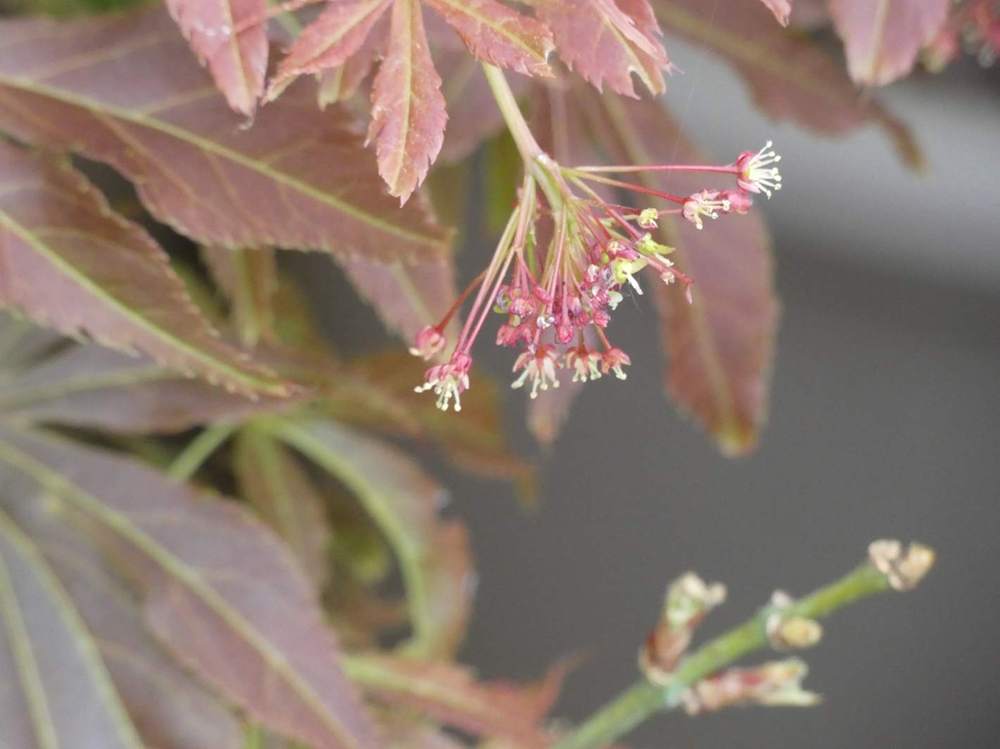 fleur de aceraceae acer palmatum ssp. matsumurae cv. 'fior d'arancio'