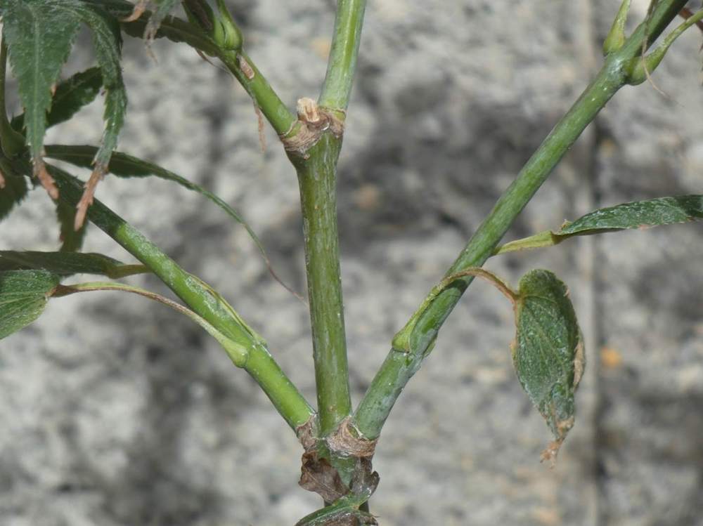 écorce de aceraceae acer palmatum ssp. matsumurae cv. 'fior d'arancio'