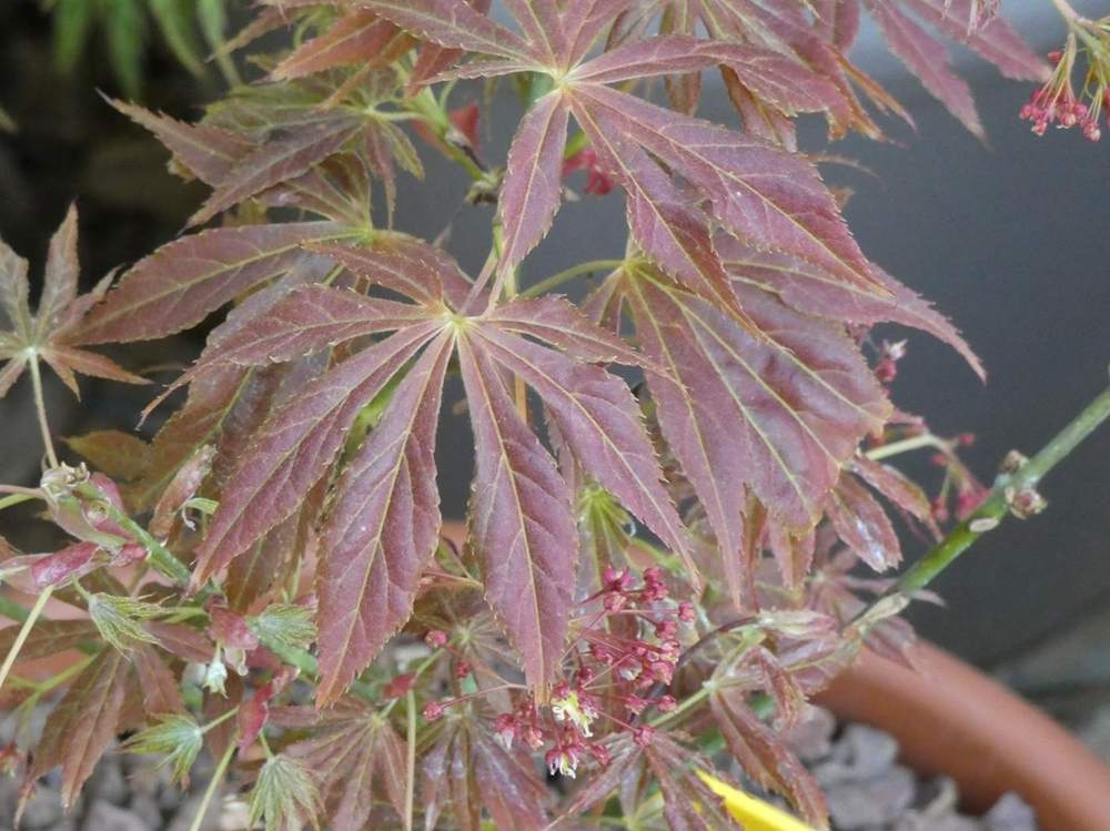 printemps de aceraceae acer palmatum ssp. matsumurae cv. 'fior d'arancio'