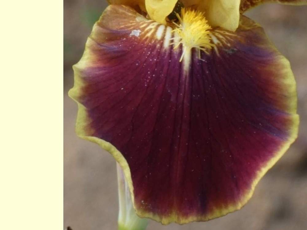 sépale de iridaceae iris barbu cv. 'firebug'