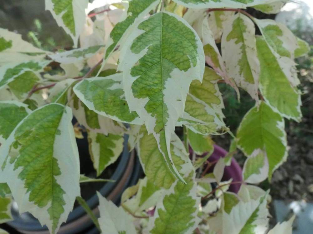 jeune bois de aceraceae acer negundo cv 'flamingo'