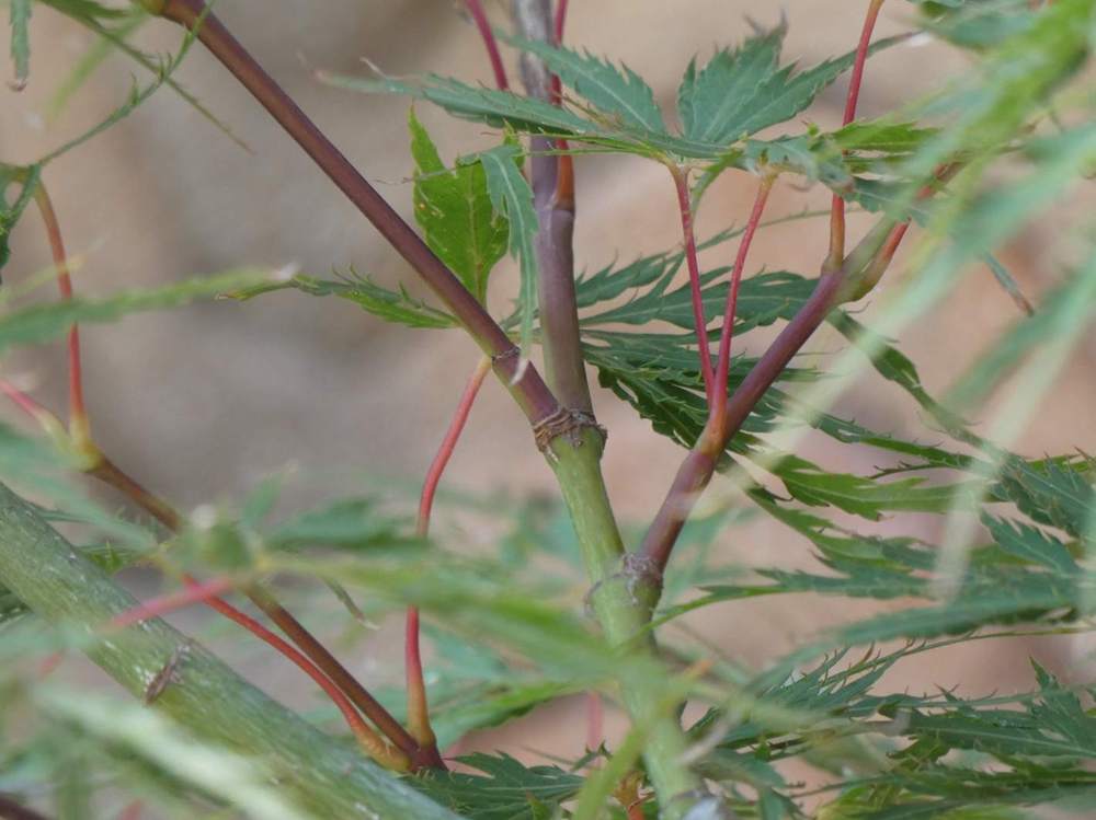 jeune bois de aceraceae acer palmatum ssp. matsumurae gr. dissectum cv. 'flavescens'
