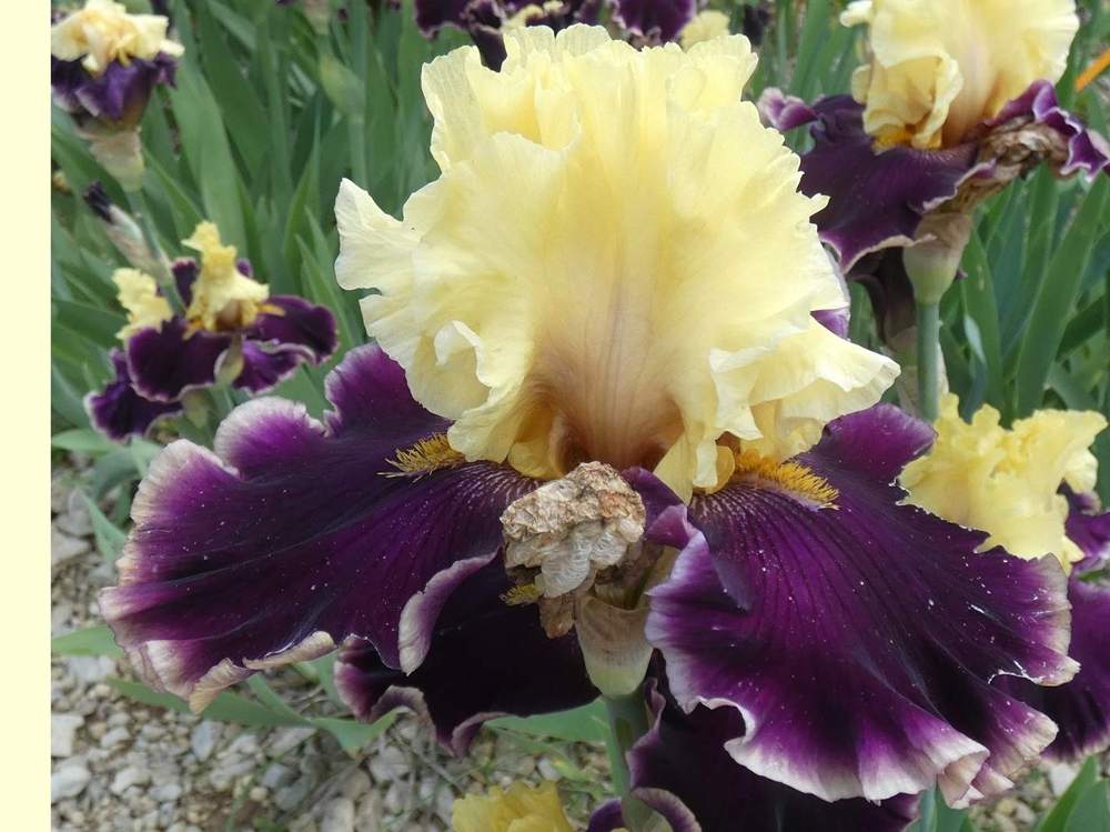 iridaceae iris barbu cv. 'football hero'