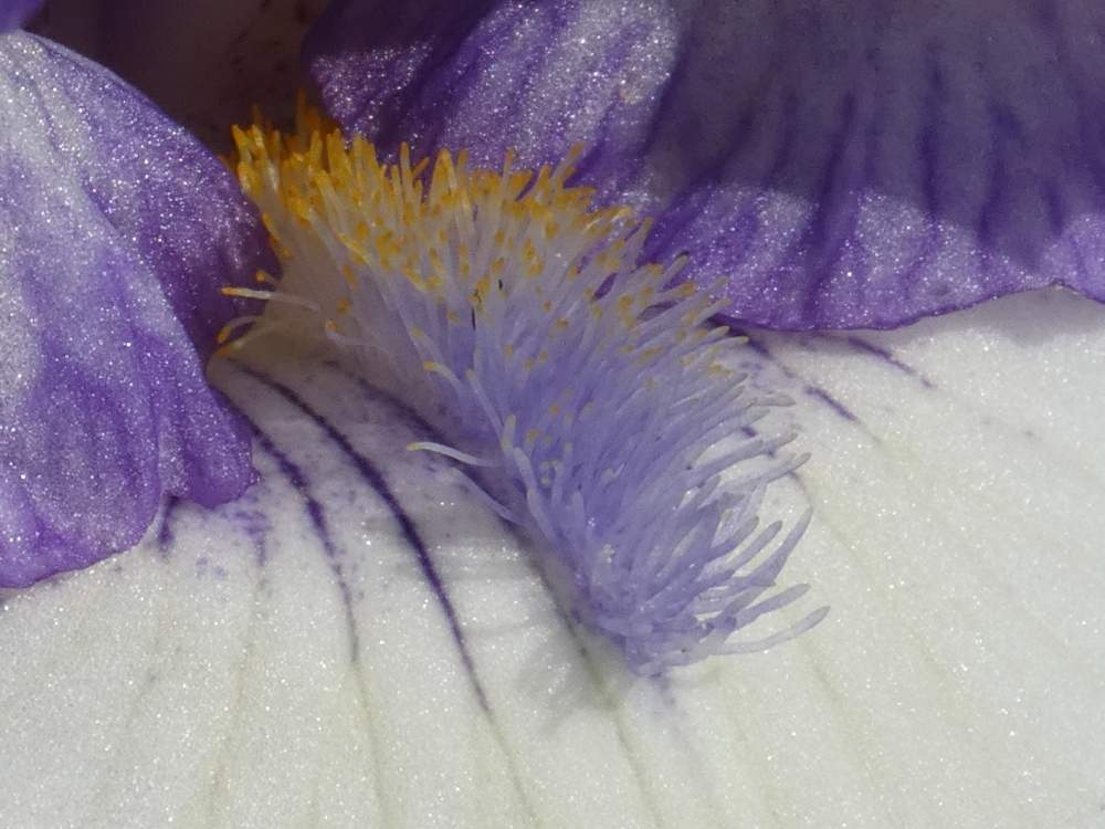 barbe de iridaceae iris barbu cv. 'freedom song'