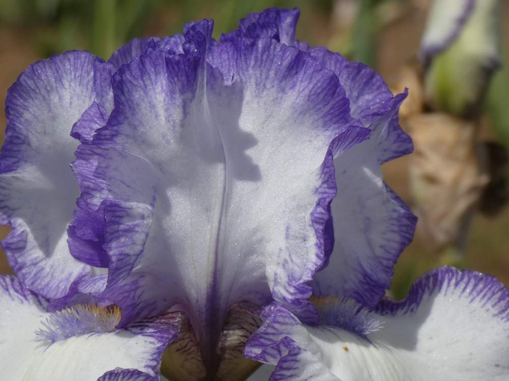 pétale de iridaceae iris barbu cv. 'freedom song'