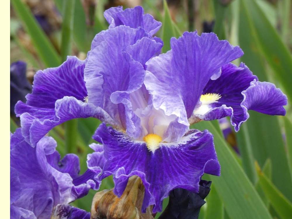 iridaceae iris barbu cv. 'from within'