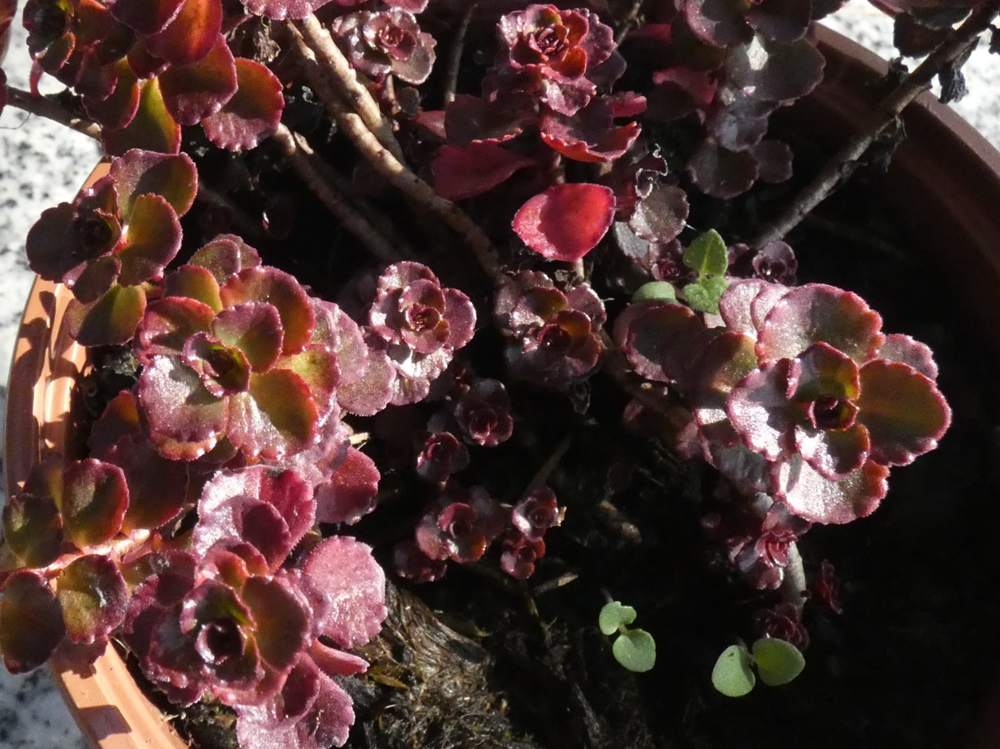 crassulaceae phedimus spurius cv. 'fuldaglut'