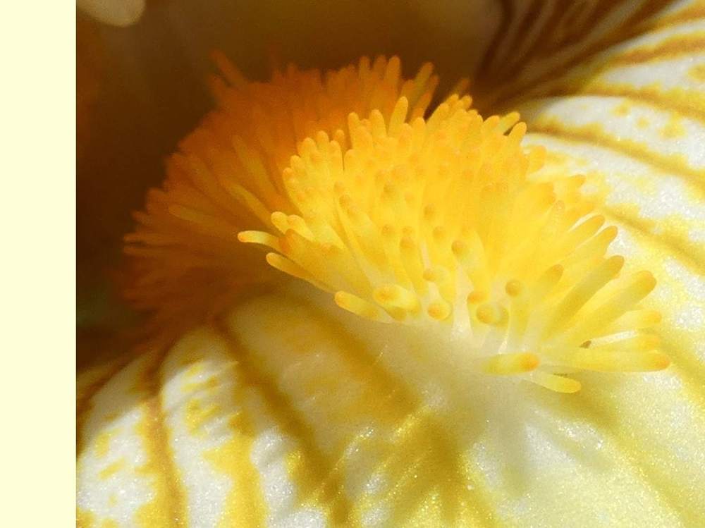 barbe de iridaceae iris barbu cv. 'fusion'