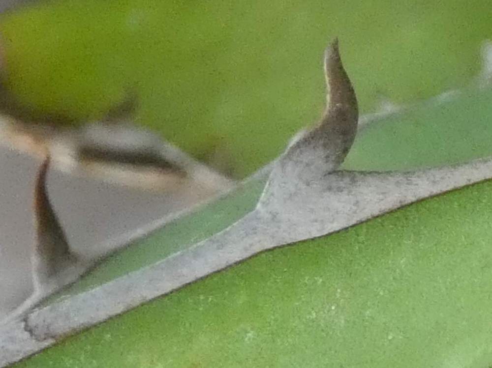 dent de agavaceae agave garciae-mendozae