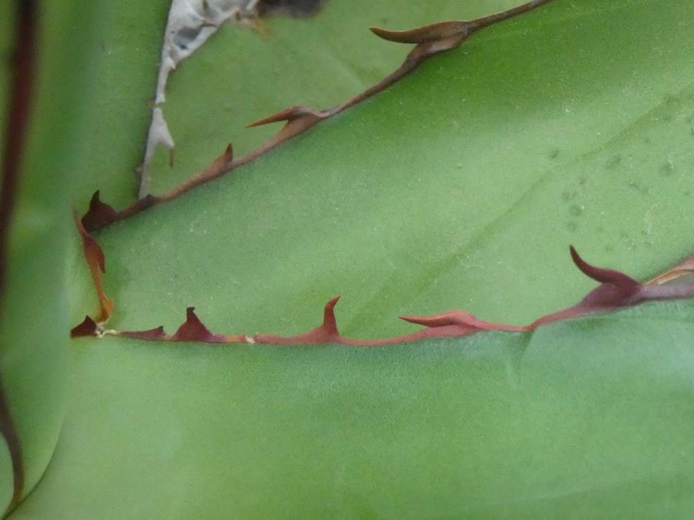 marge de agavaceae agave garciae-mendozae