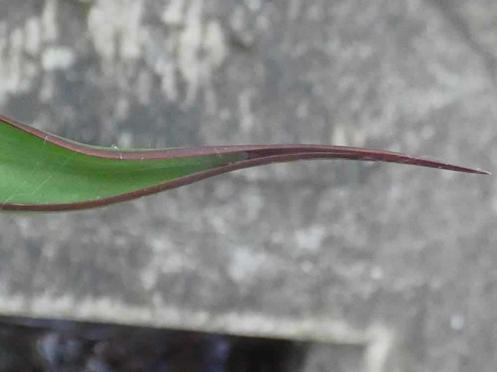 pointe de agavaceae agave garciae-mendozae