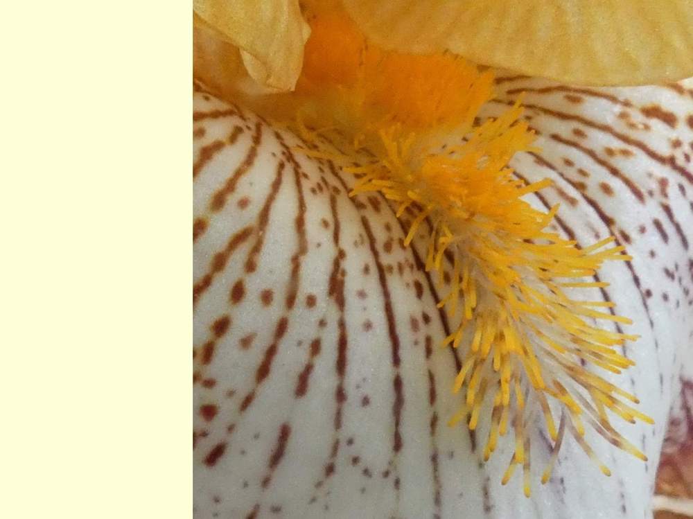 barbe de iridaceae iris barbu cv. 'garenne 117'