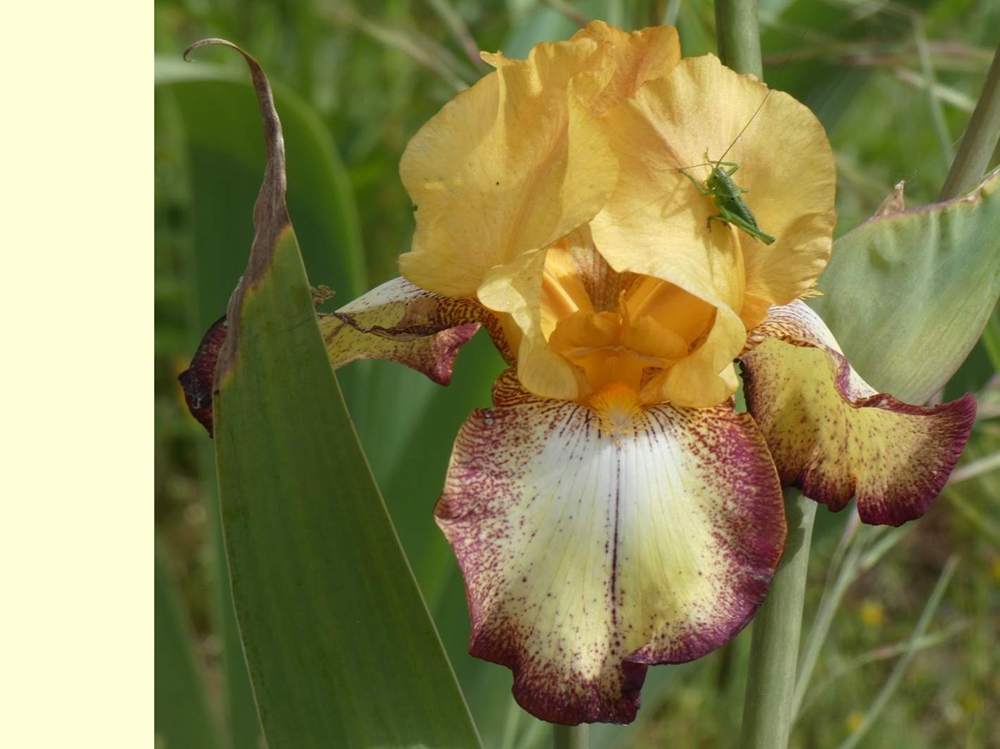 iridaceae iris barbu cv. 'garenne 117'