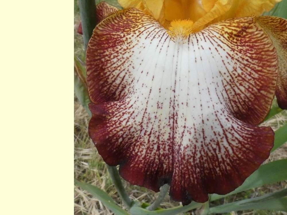 sépale de iridaceae iris barbu cv. 'garenne 117'