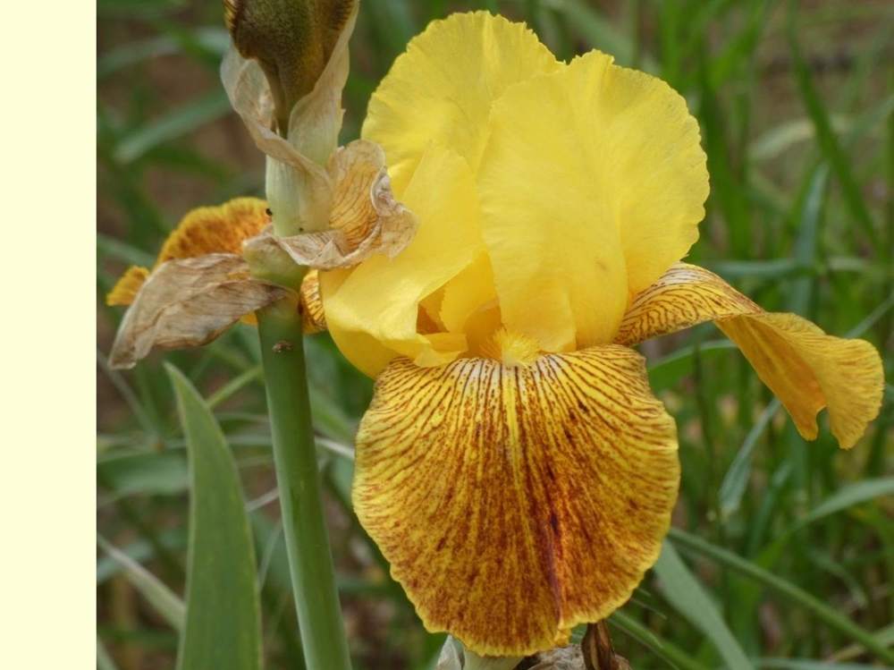 iridaceae iris barbu cv. 'garenne 127'