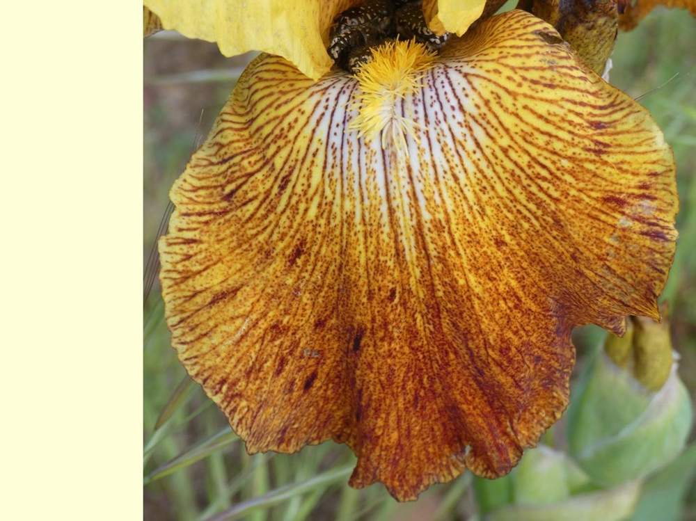 sépale de iridaceae iris barbu cv. 'garenne 127'