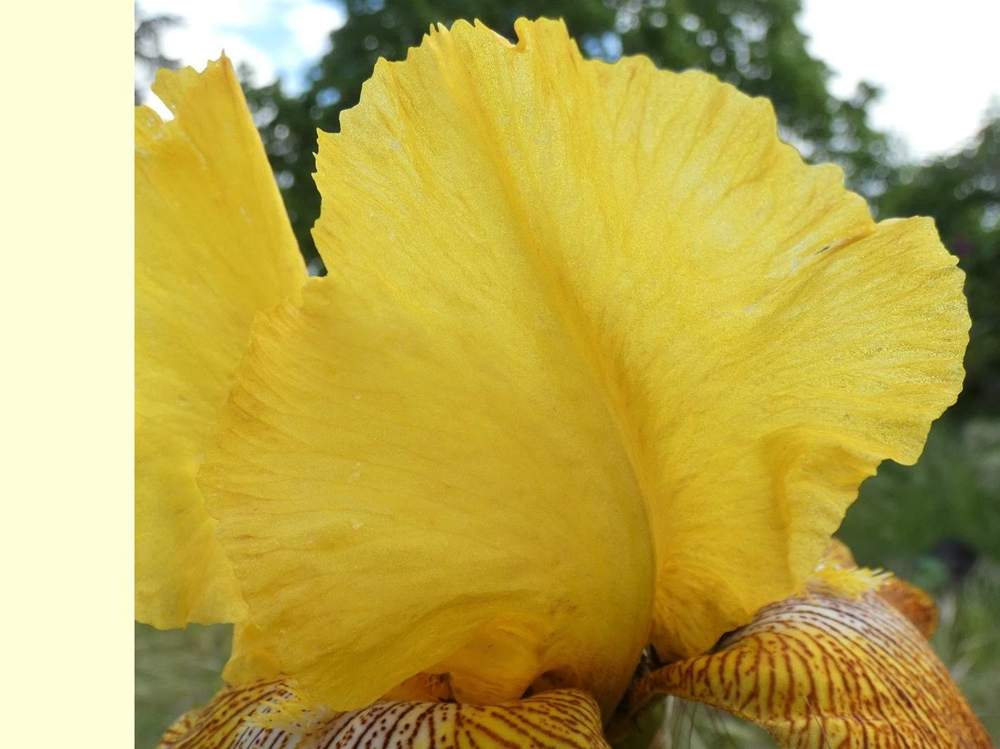 pétale de iridaceae iris barbu cv. 'garenne 127'