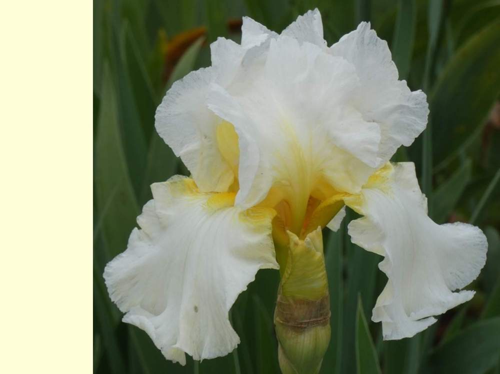 iridaceae iris barbu cv. 'garenne 142'