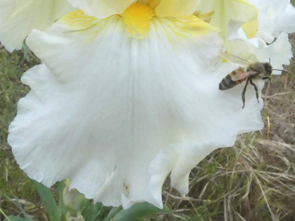 sépale de iridaceae iris barbu cv. 'garenne 142'