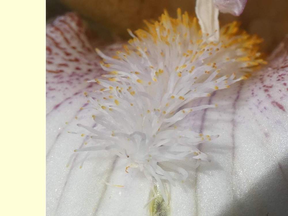 barbe de iridaceae iris barbu cv. 'garenne 188'