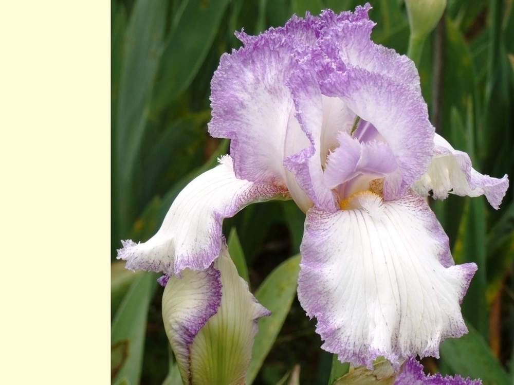 iridaceae iris barbu cv. 'garenne 188'