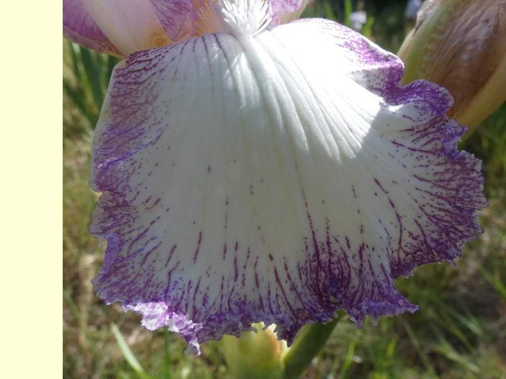 sépale de iridaceae iris barbu cv. 'garenne 188'
