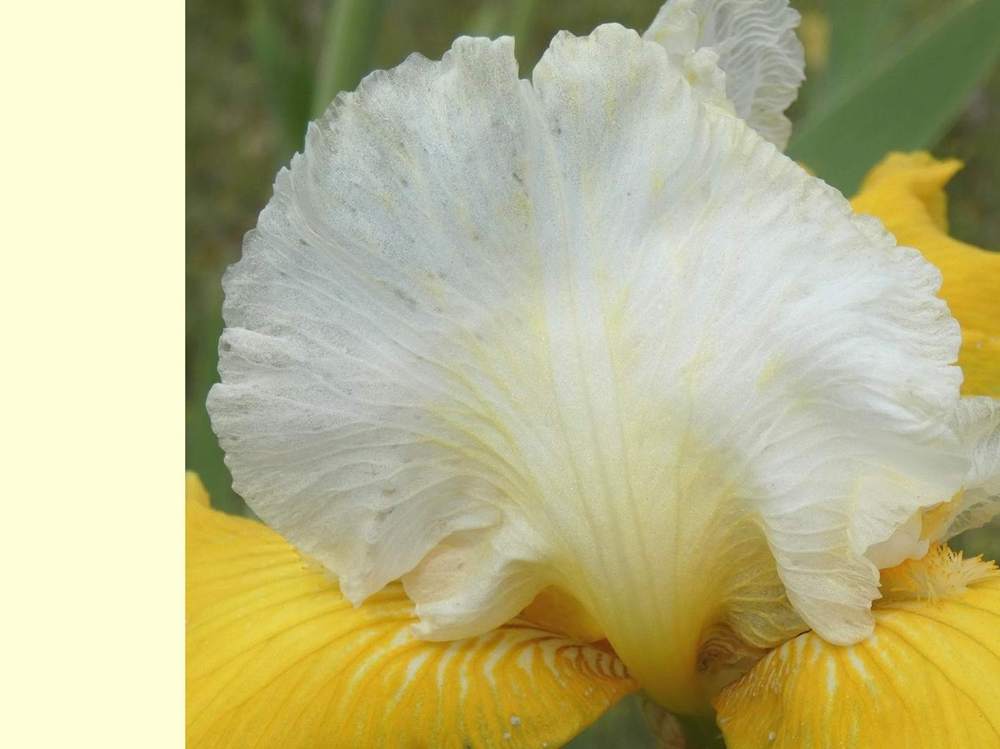 pétale de iridaceae iris barbu cv. 'garenne 285'