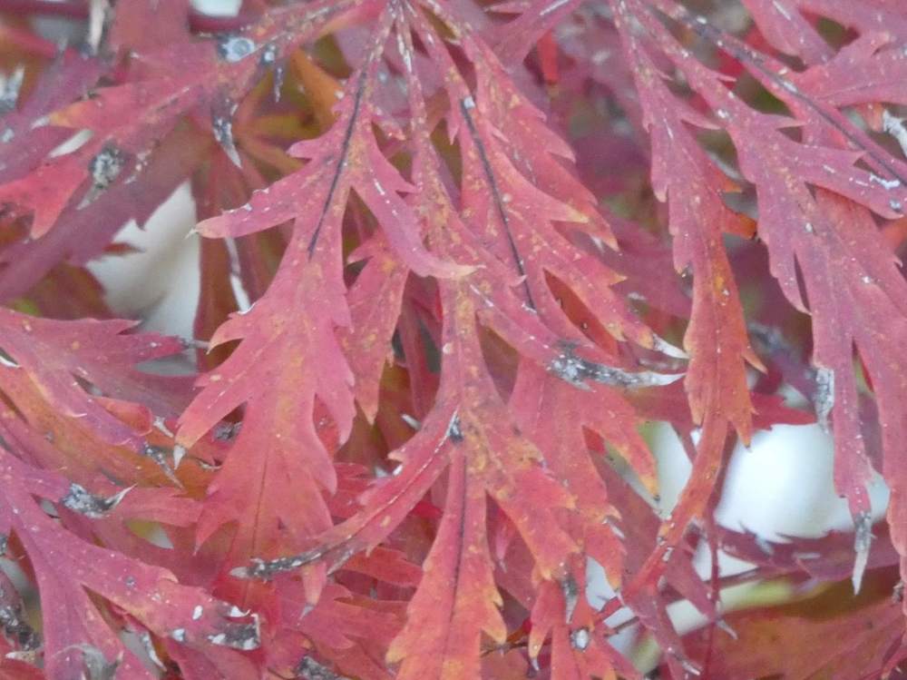 automne de aceraceae acer palmatum ssp. matsumurae gr. dissectum cv. 'garnet tower'