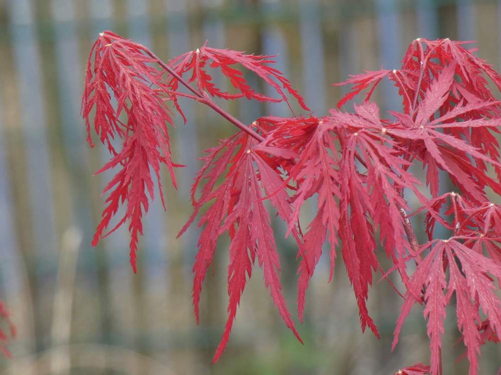jeune bois de aceraceae acer palmatum ssp. matsumurae gr. dissectum cv. 'garnet tower'
