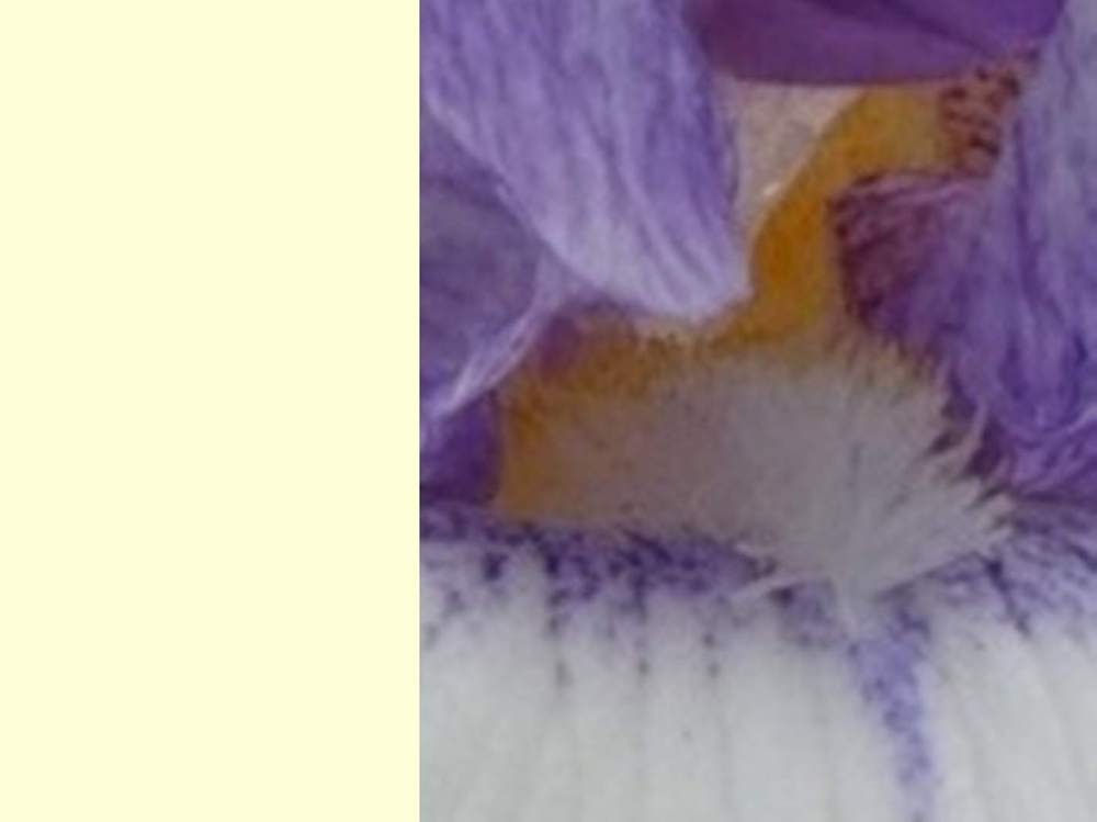 barbe de iridaceae iris barbu cv. 'gentle rain'