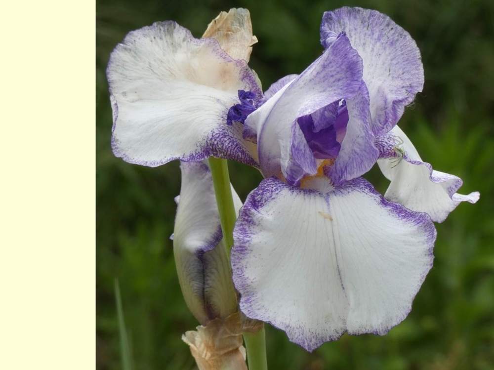 iridaceae iris barbu cv. 'gentle rain'