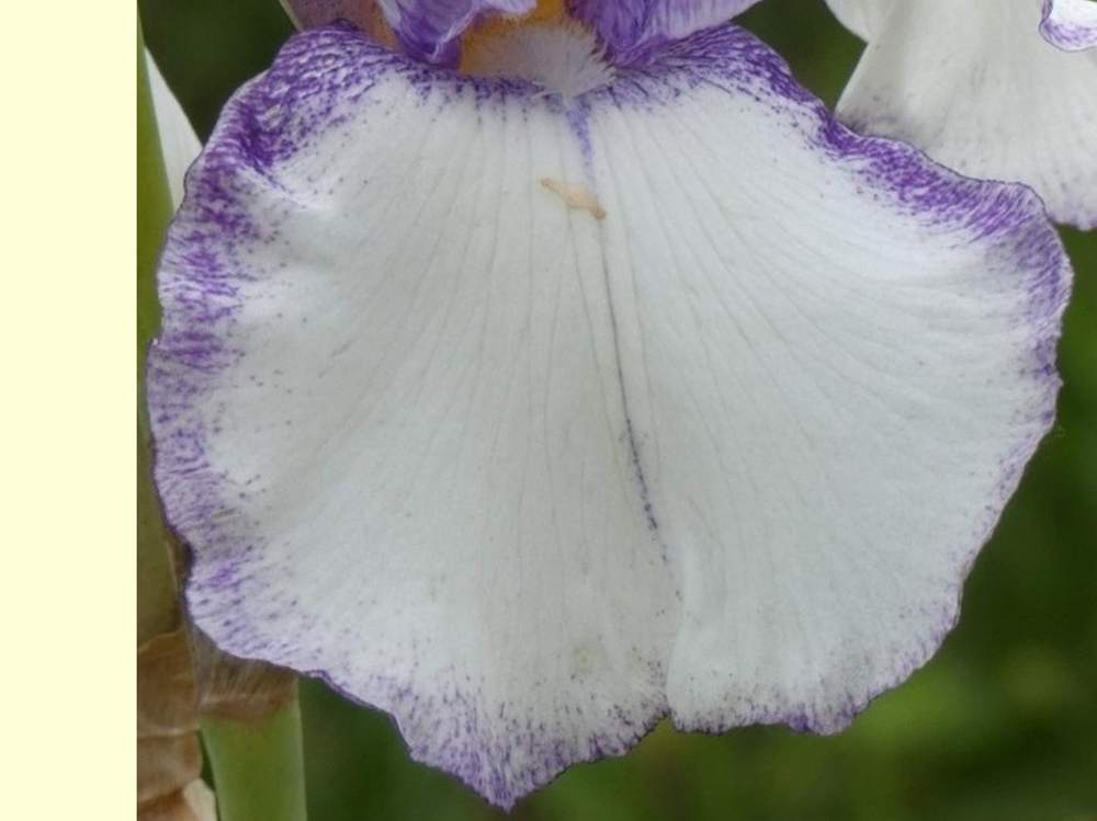 sépale de iridaceae iris barbu cv. 'gentle rain'
