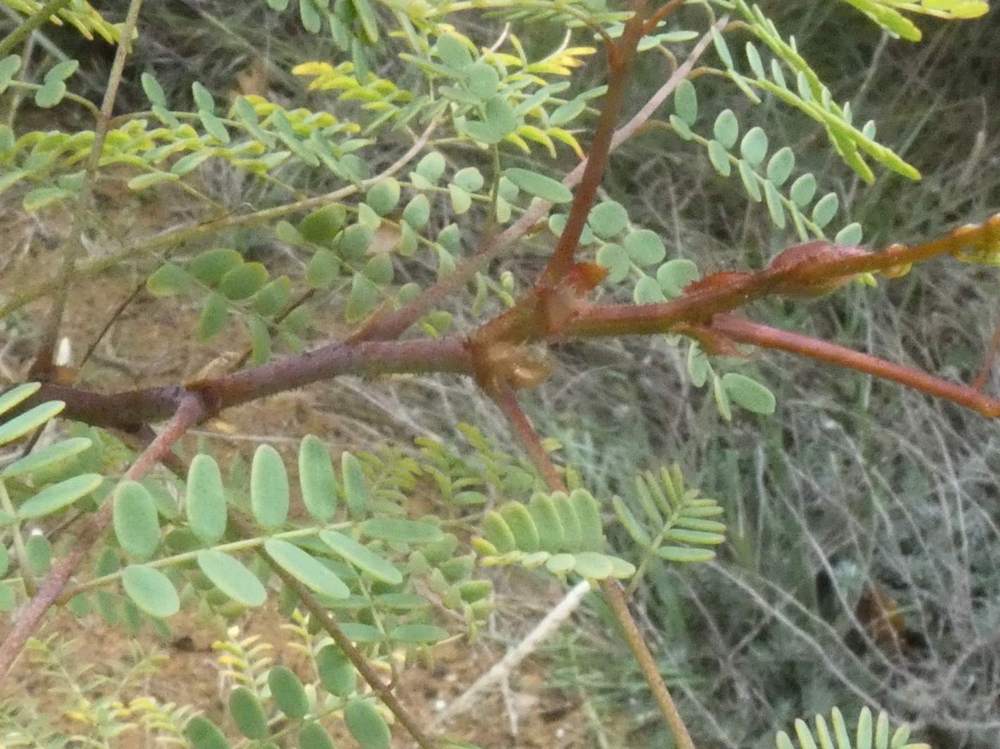 jeune bois de caesalpiniaceae caesalpinia gilliesii