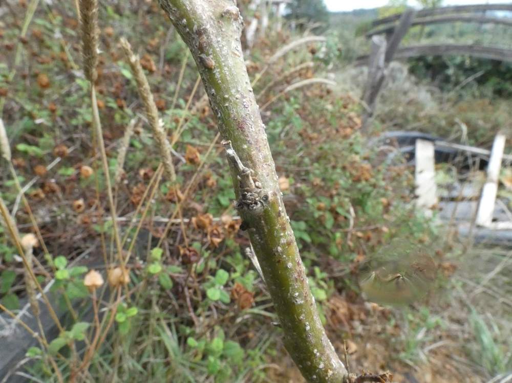 écorce de caesalpiniaceae caesalpinia gilliesii