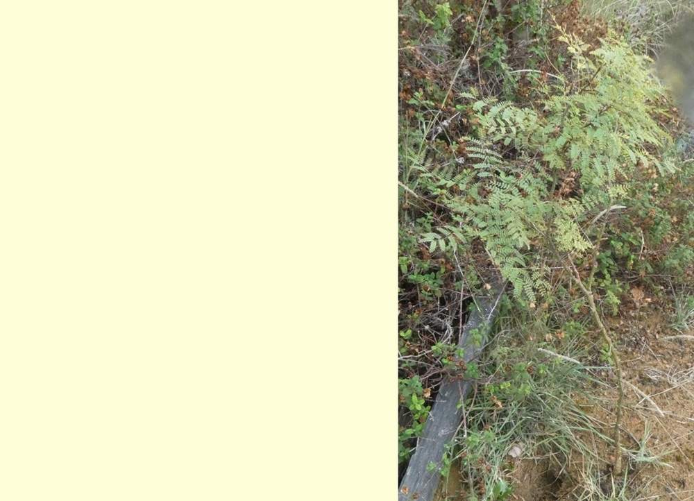 Caesalpiniaceae Caesalpinia gilliesi