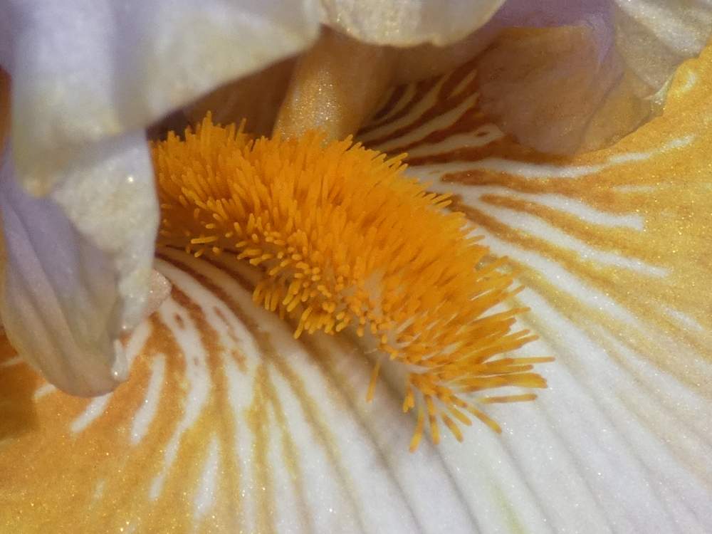 barbe de iridaceae iris barbu cv. 'gilt by association'