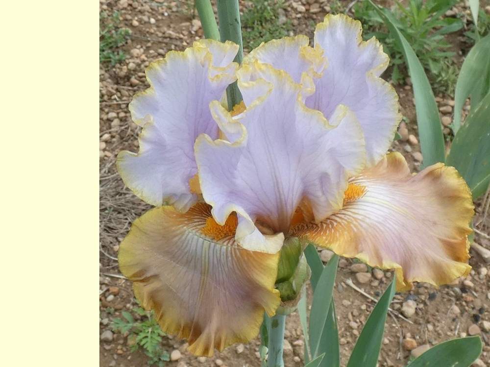 iridaceae iris barbu cv. 'gilt by association'