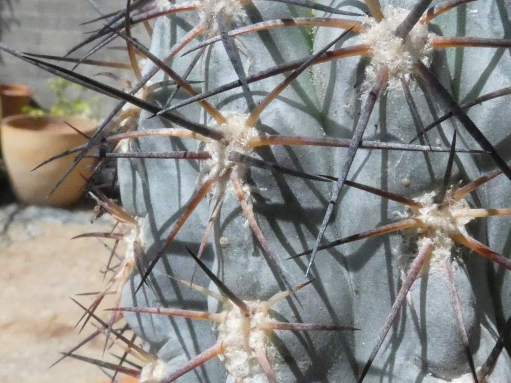 aréole-aiguillon de cactaceae Acanthocalycium glaucum