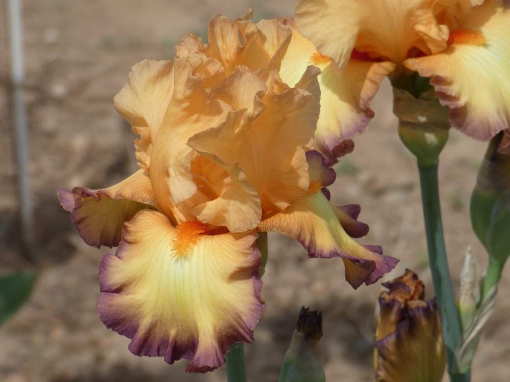 iridaceae iris barbu cv. 'glimmer of hope'