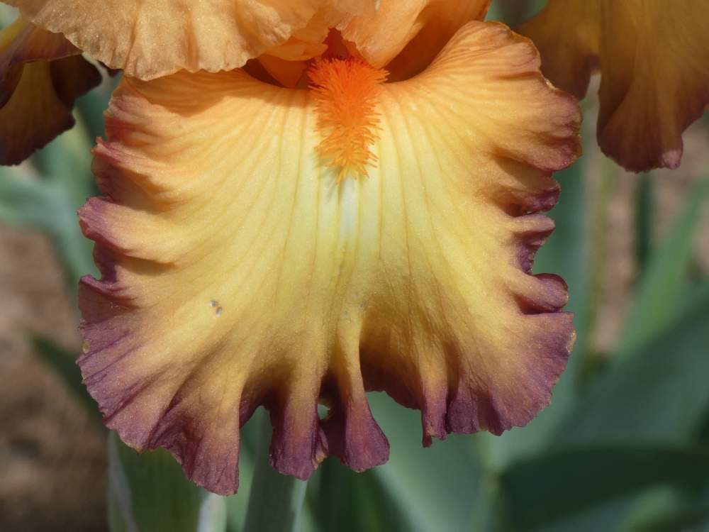sépale de iridaceae iris barbu cv. 'glimmer of hope'