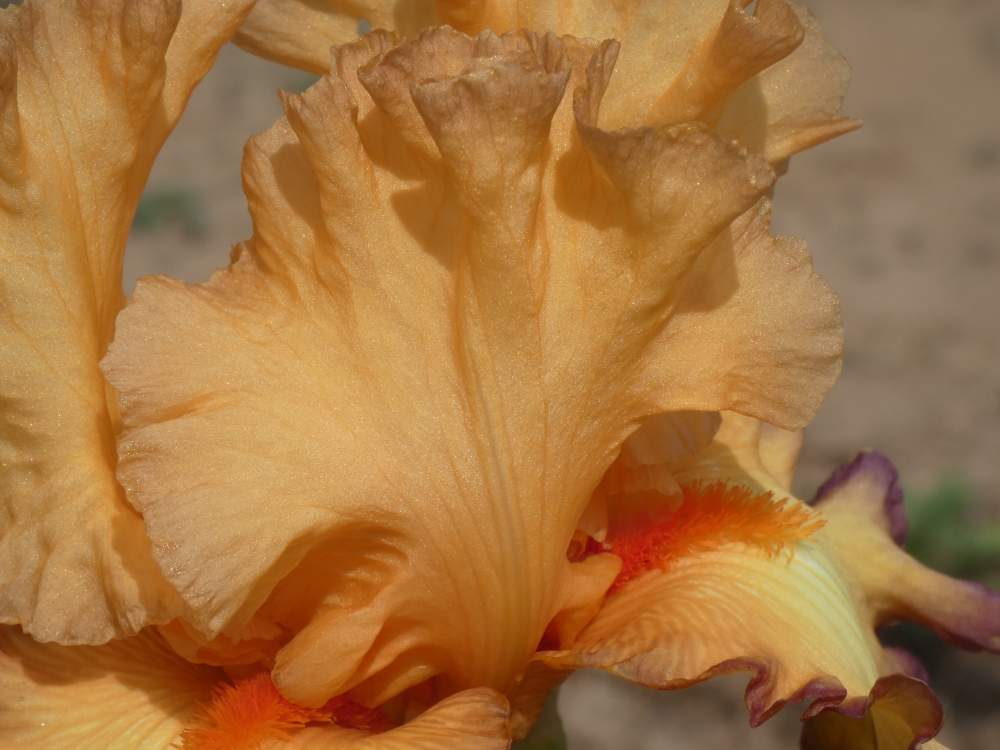 pétale de iridaceae iris barbu cv. 'glimmer of hope'