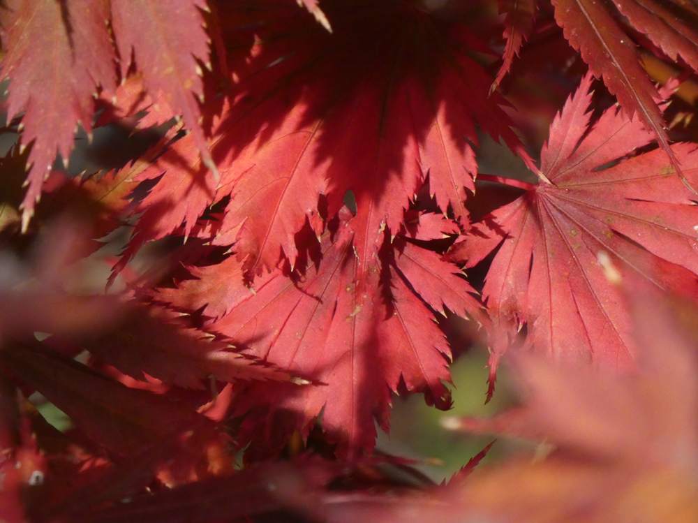 automne de aceraceae acer shirasawanum cv. 'gloria'