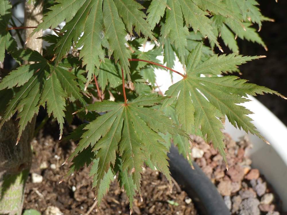 été de aceraceae acer shirasawanum cv. 'gloria'