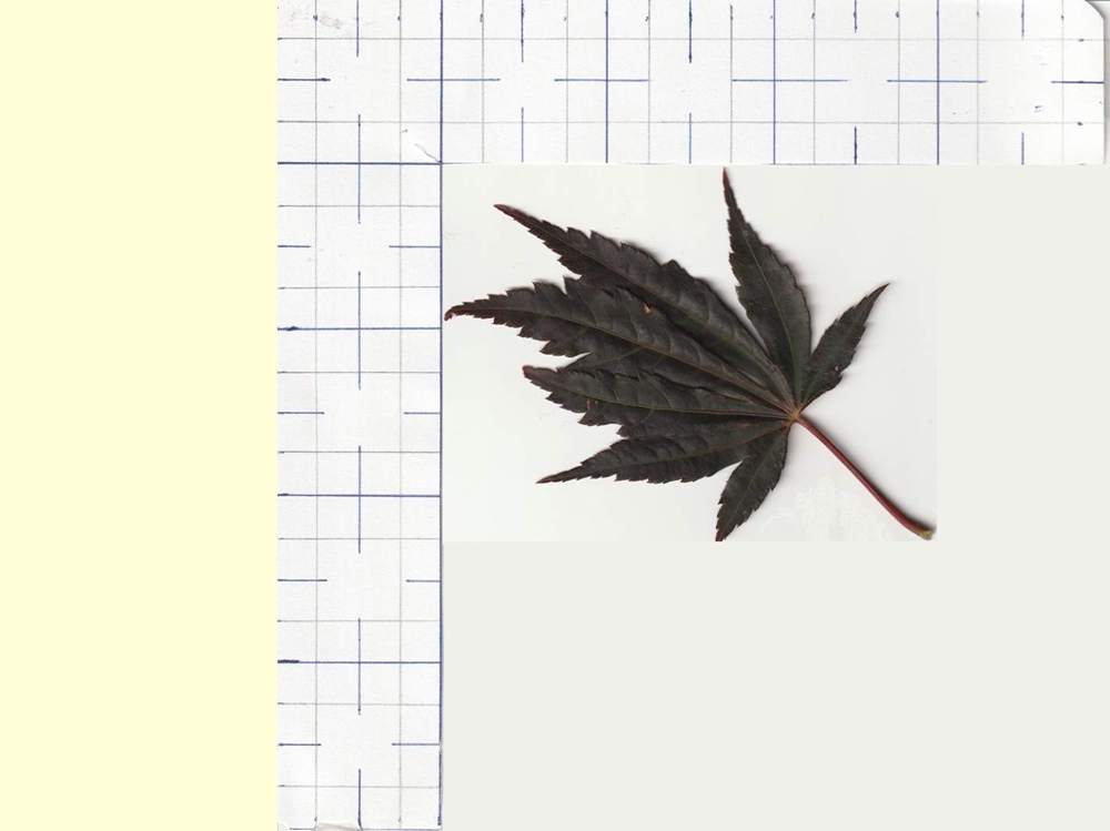 Aceraceae Acer shirasawanum cv. 'gloria'