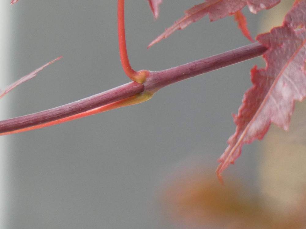 jeune bois de aceraceae acer shirasawanum cv. 'gloria'