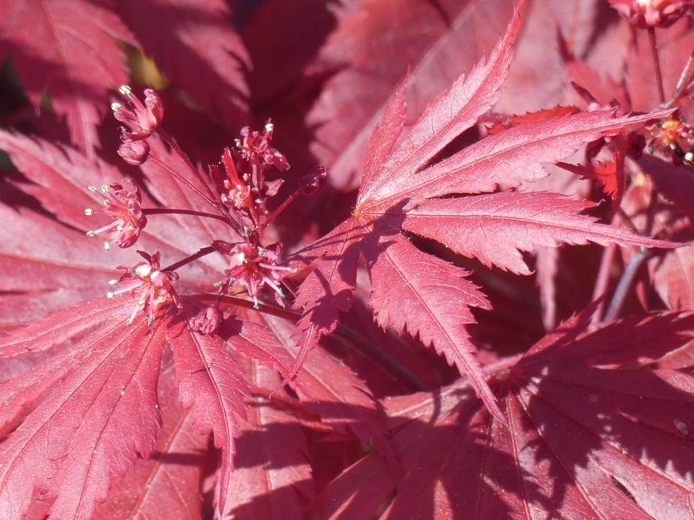 fleur de aceraceae acer shirasawanum cv. 'gloria'