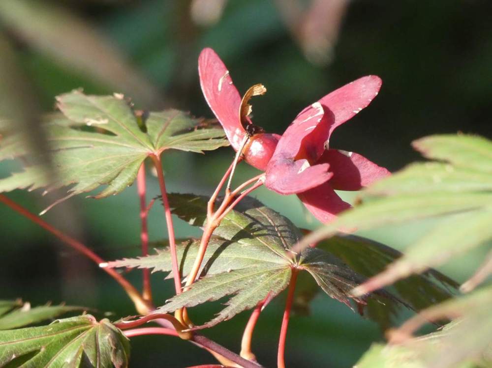 samare de aceraceae acer shirasawanum cv. 'gloria'