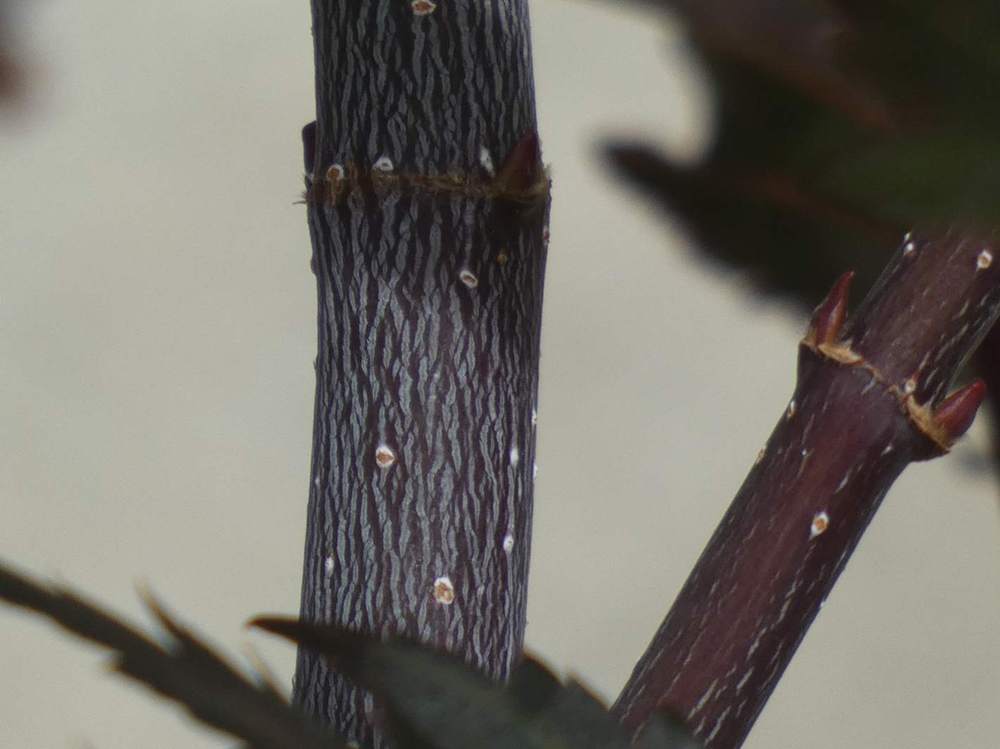 écorce de aceraceae acer shirasawanum cv. 'gloria'